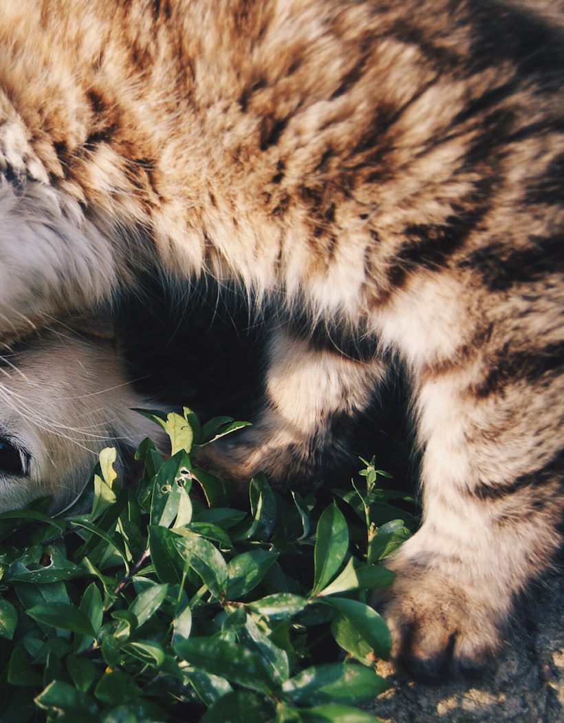 A cat and dog curled up together in golden light