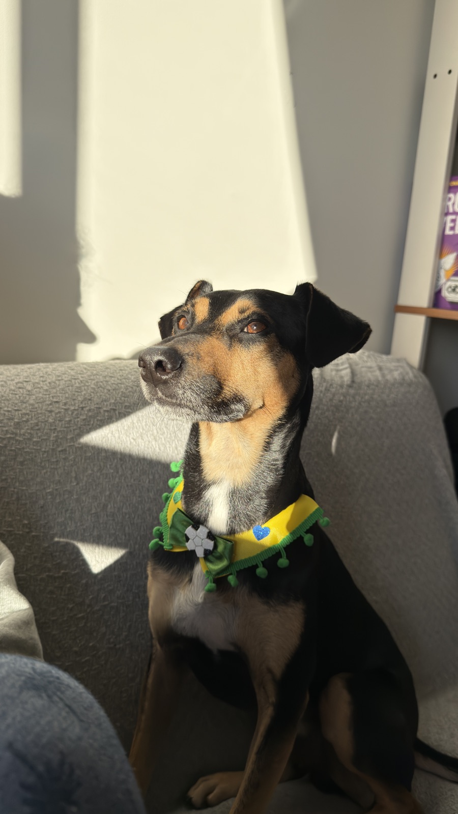 Our dog in a sunbeam, wearing his green-and-yellow collar