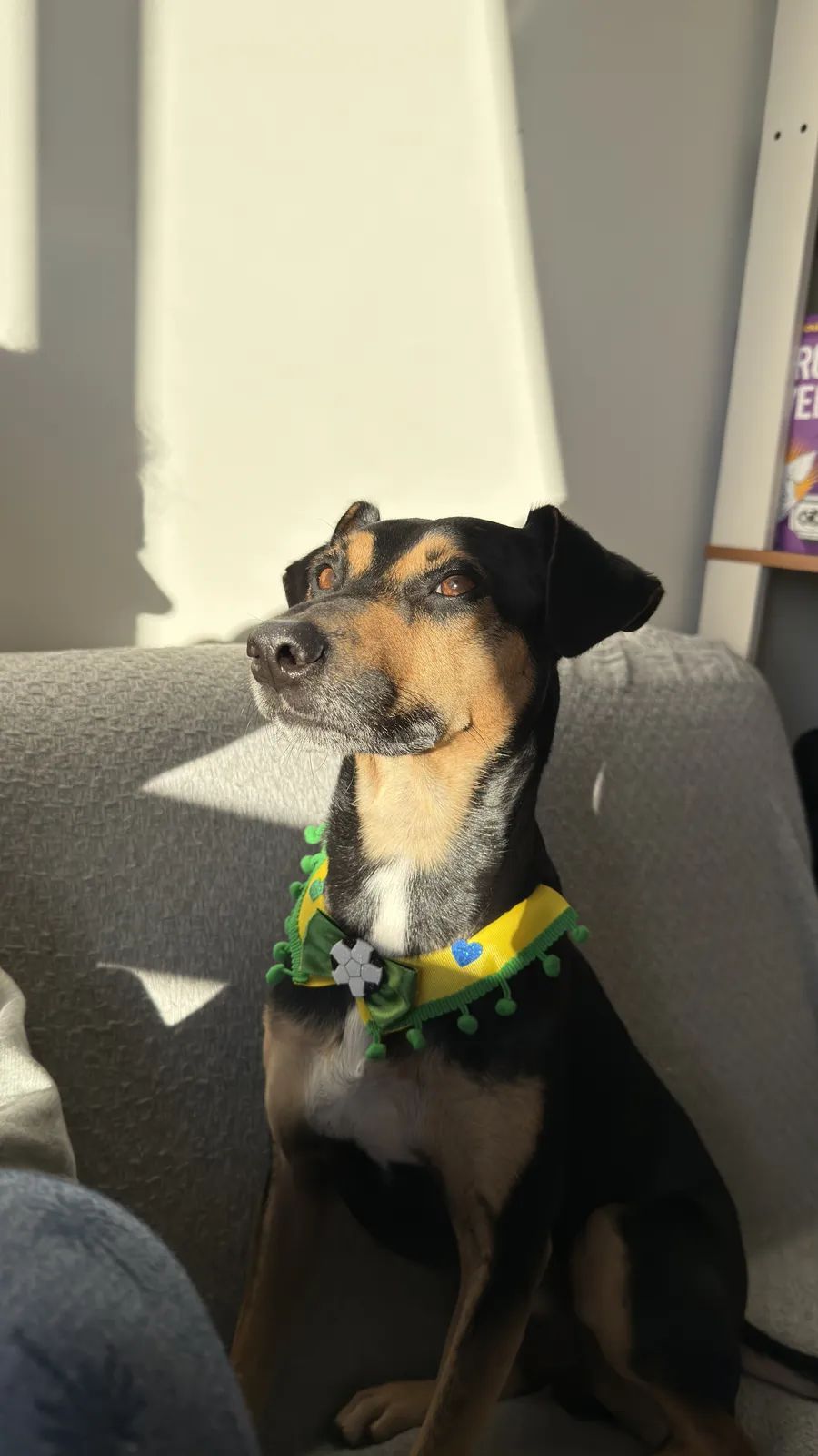 Our dog in a sunbeam — your first memory
