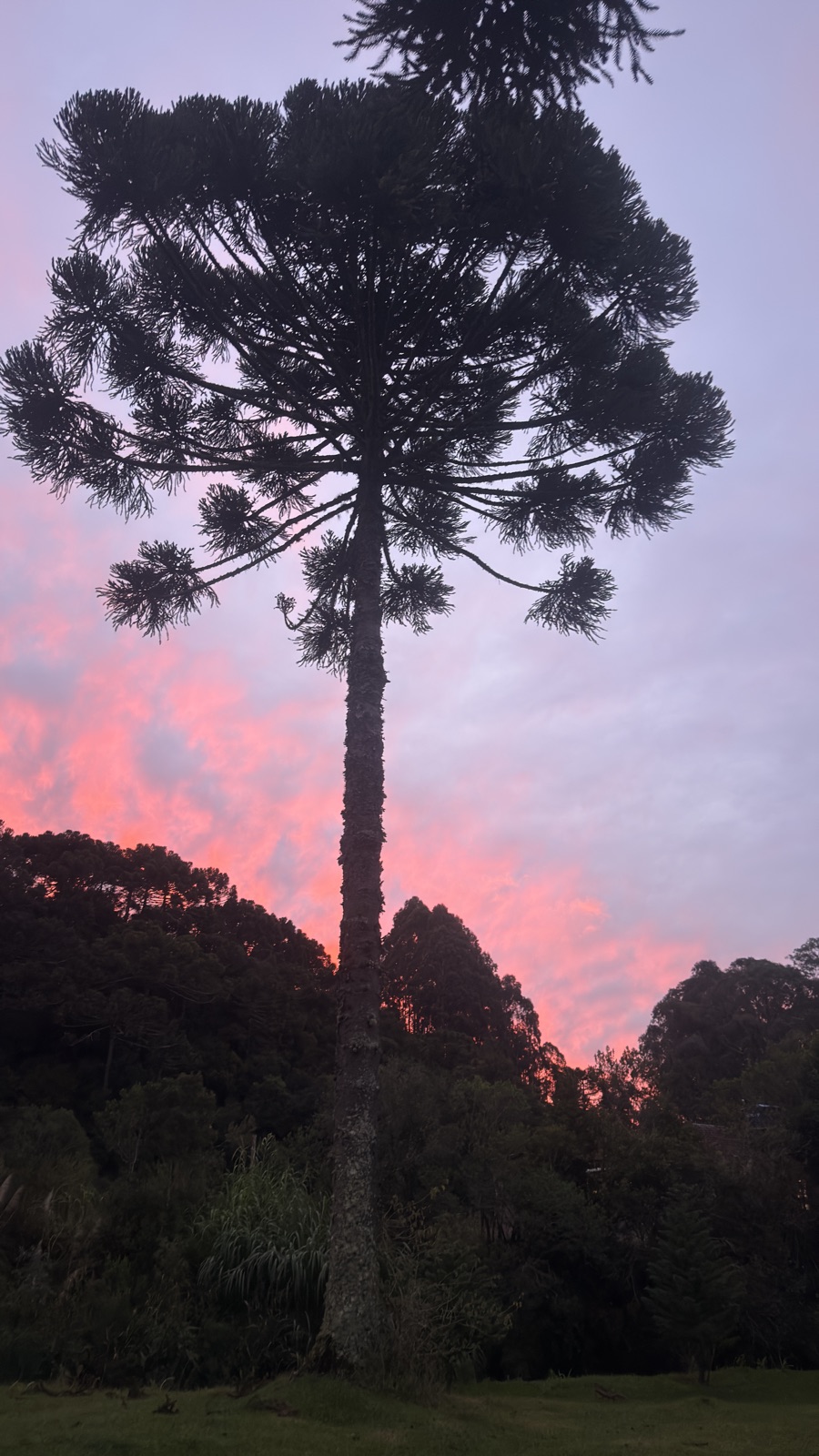 An araucária pine in silhouette against a pink-and-purple sunset